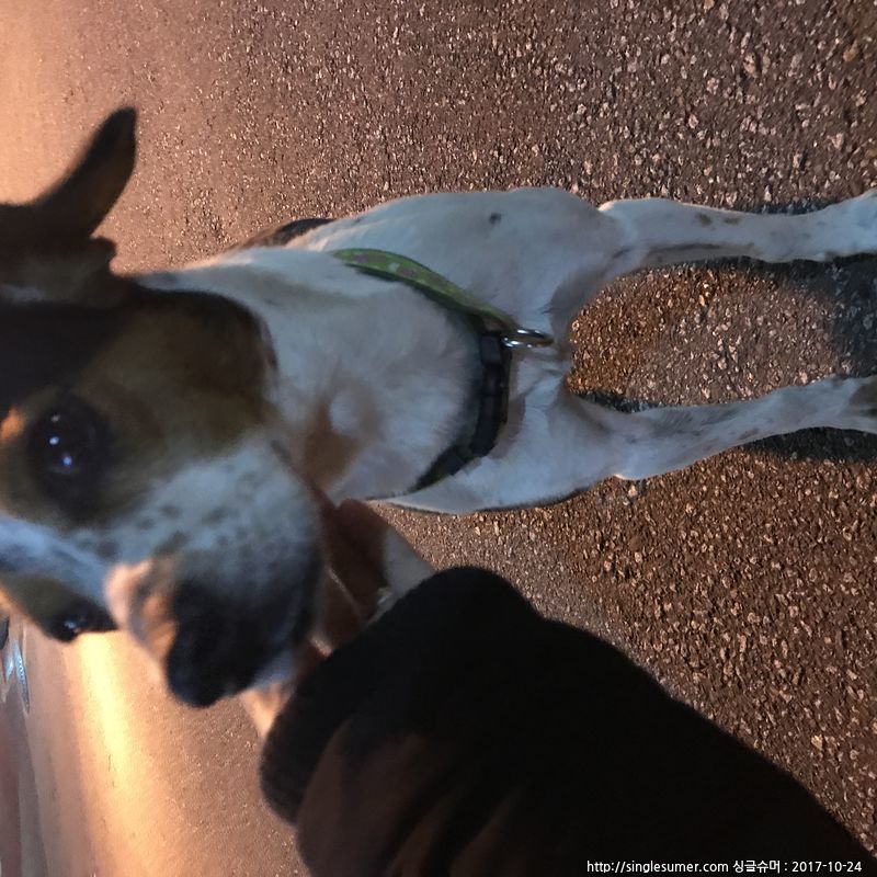 유기동물 발견 신고 | 강아지 고양이 구조 보호중 - 펫찾기 23번째 사진