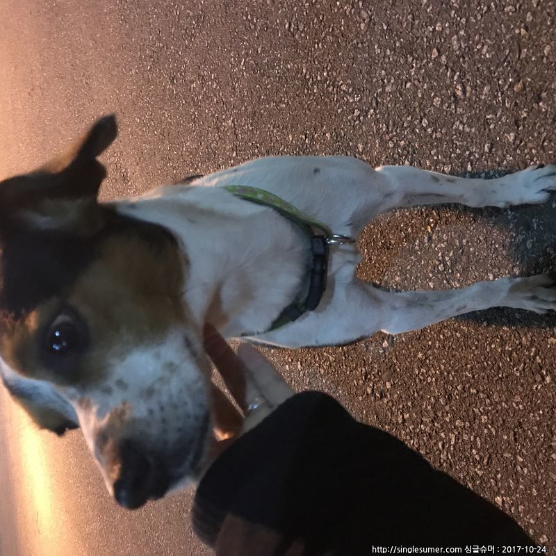 유기동물 발견 신고 | 강아지 고양이 구조 보호중 - 펫찾기 22번째 사진