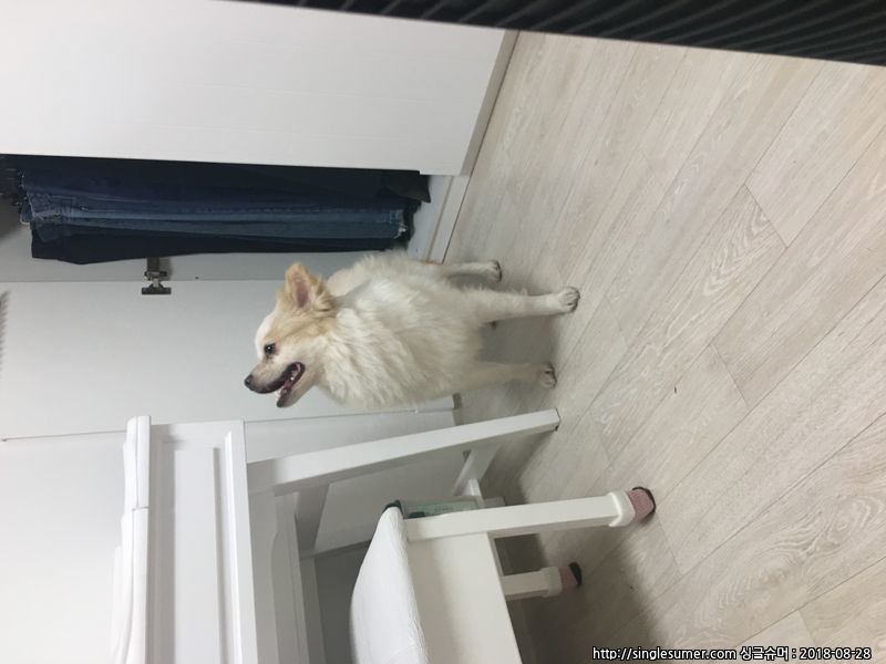 경기도시흥시 정왕동 금강아파트주변 꼬리주황색인강아지 보호중입니다 3번째 사진