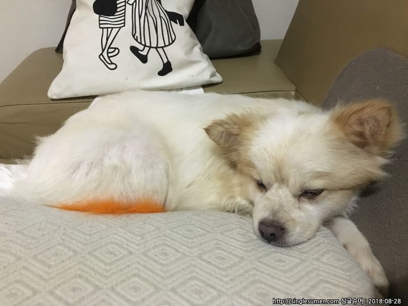 경기도시흥시 정왕동 금강아파트주변 꼬리주황색인강아지 보호중입니다