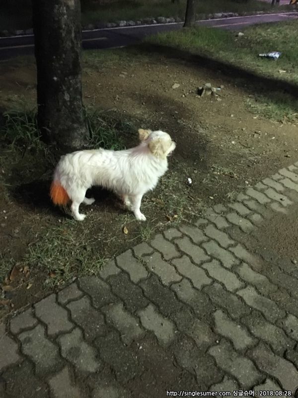 경기도시흥시 정왕동 금강아파트주변 꼬리주황색인강아지 보호중입니다 2번째 사진