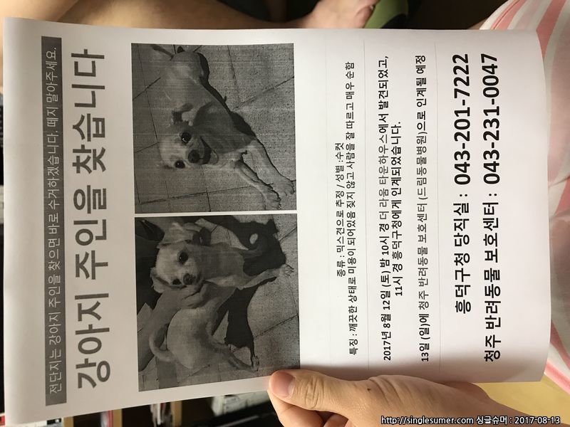 유기동물 발견 신고 | 강아지 고양이 구조 보호중 - 펫찾기 31번째 사진