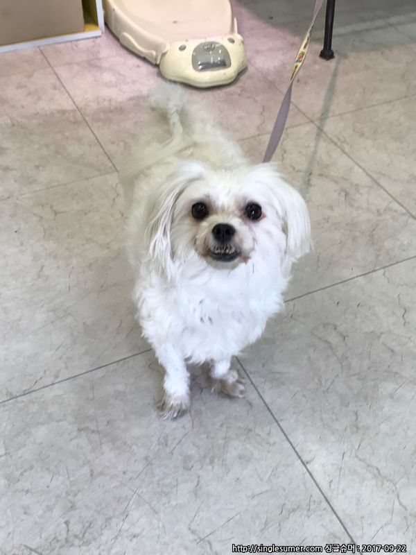 유기동물 발견 신고 | 강아지 고양이 구조 보호중 - 펫찾기 19번째 사진