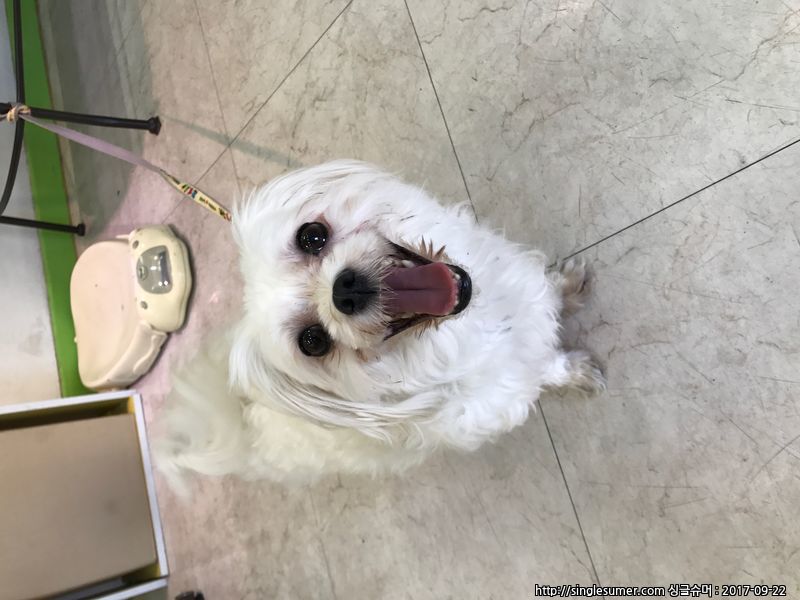 유기동물 발견 신고 | 강아지 고양이 구조 보호중 - 펫찾기 21번째 사진