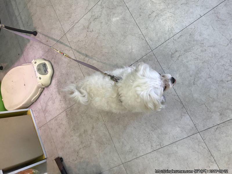 유기동물 발견 신고 | 강아지 고양이 구조 보호중 - 펫찾기 20번째 사진