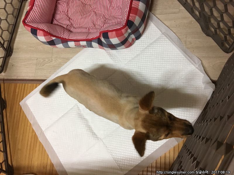 유기동물 발견 신고 | 강아지 고양이 구조 보호중 - 펫찾기 28번째 사진