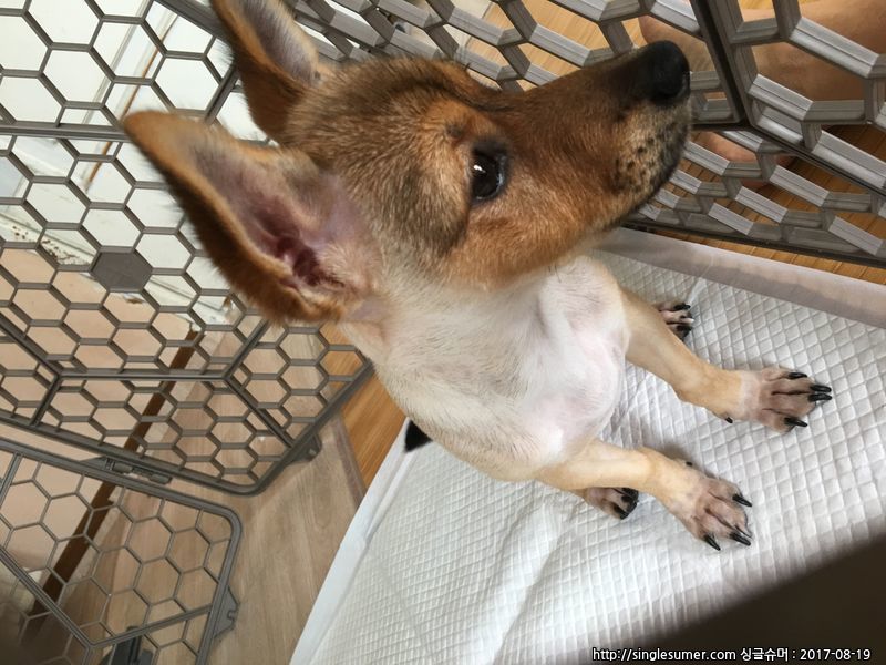 유기동물 발견 신고 | 강아지 고양이 구조 보호중 - 펫찾기 31번째 사진