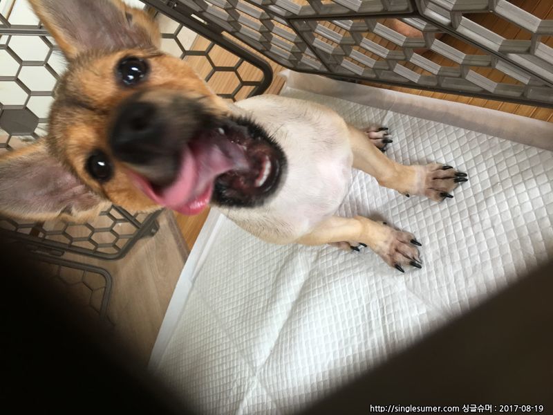 유기동물 발견 신고 | 강아지 고양이 구조 보호중 - 펫찾기 30번째 사진