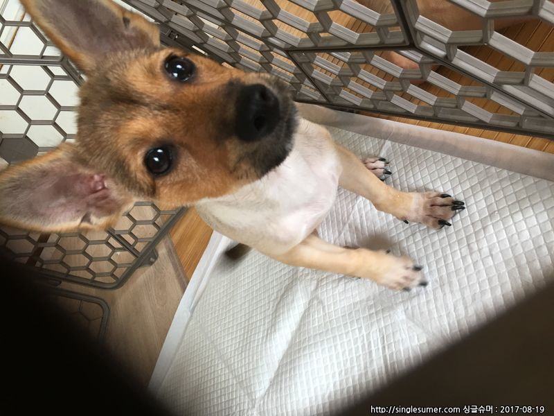 유기동물 발견 신고 | 강아지 고양이 구조 보호중 - 펫찾기 29번째 사진