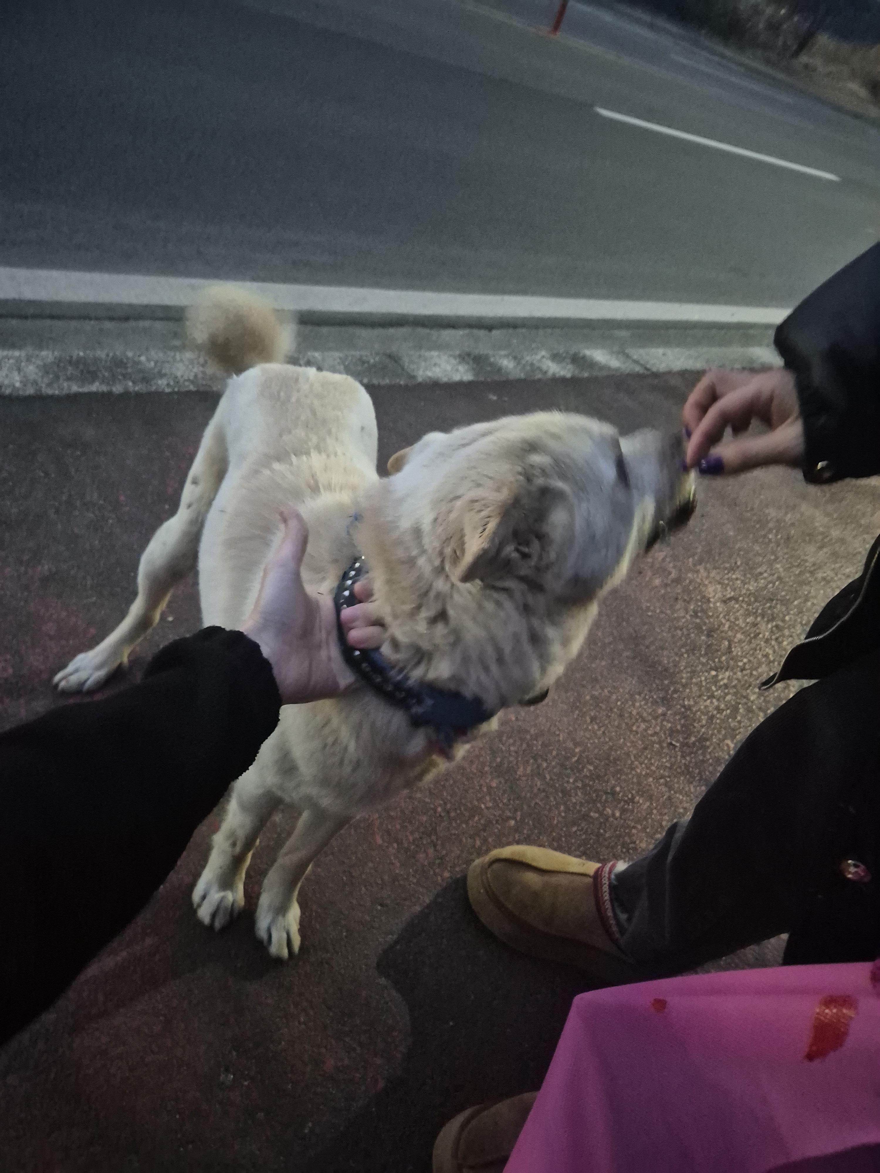 도로에서 사고나서 보호중입니다 - 보호중이예요 - 유기견 보호 센터 - 이미지 4