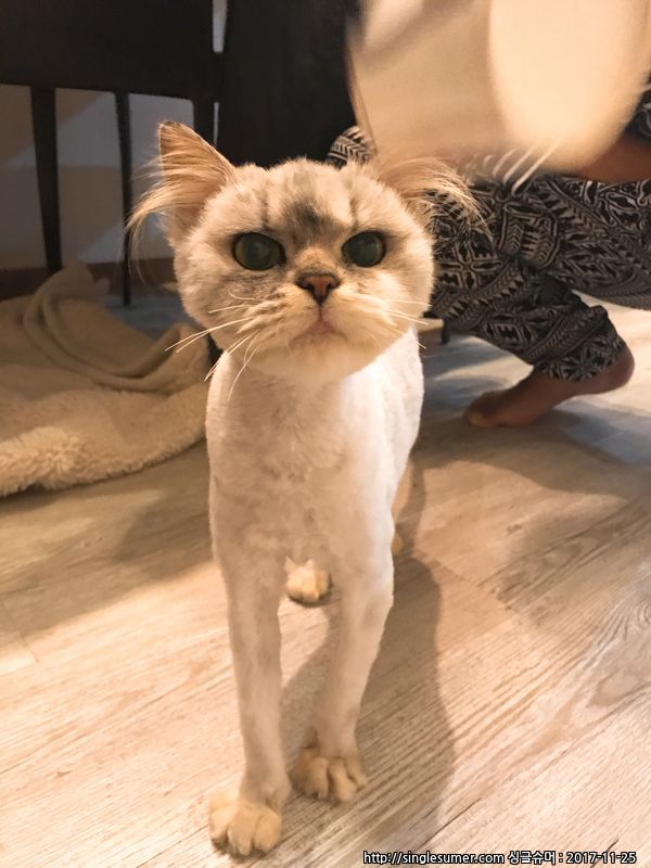 유기동물 발견 신고 | 강아지 고양이 구조 보호중 - 펫찾기 4번째 사진