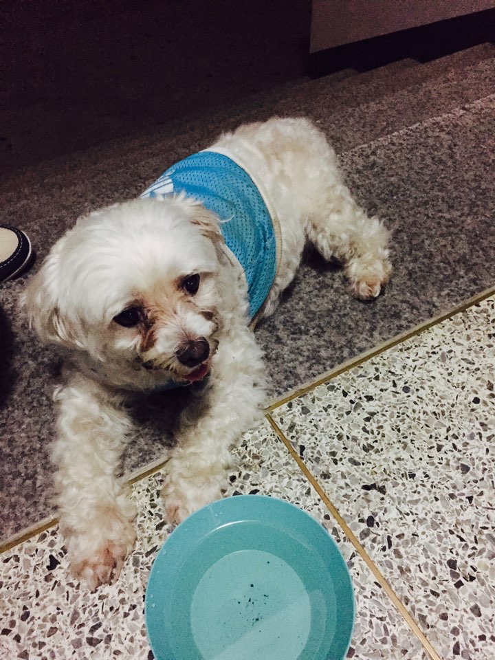 서울 동작구 대방동에서 발견한 말티즈 남아 보호중입니다 - 보호중이예요 - 유기견 보호 센터 - 이미지 1