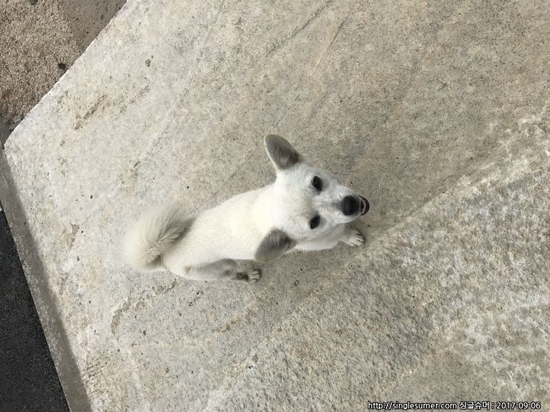 유기동물 발견 신고 | 강아지 고양이 구조 보호중 - 펫찾기 31번째 사진
