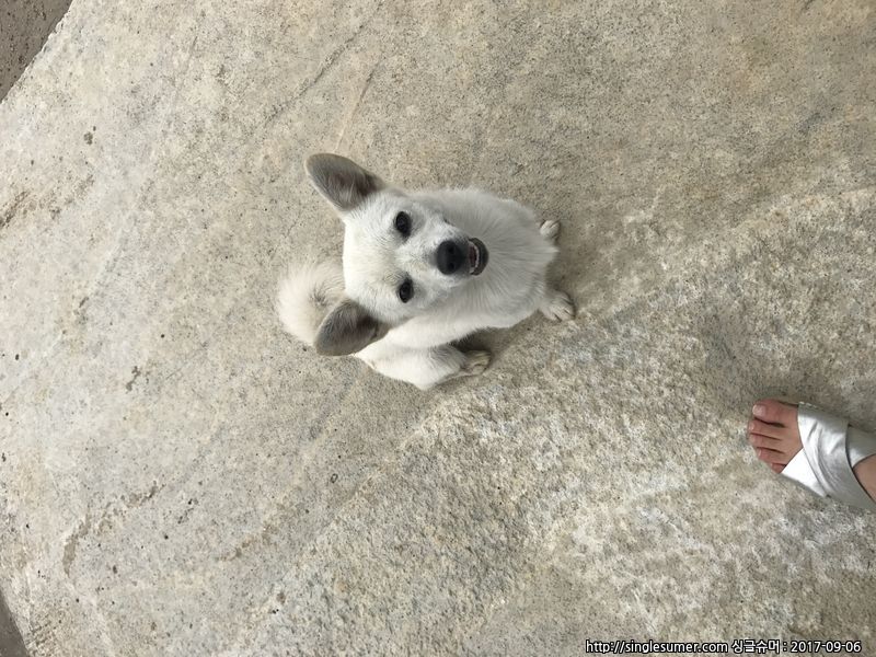 유기동물 발견 신고 | 강아지 고양이 구조 보호중 - 펫찾기 30번째 사진