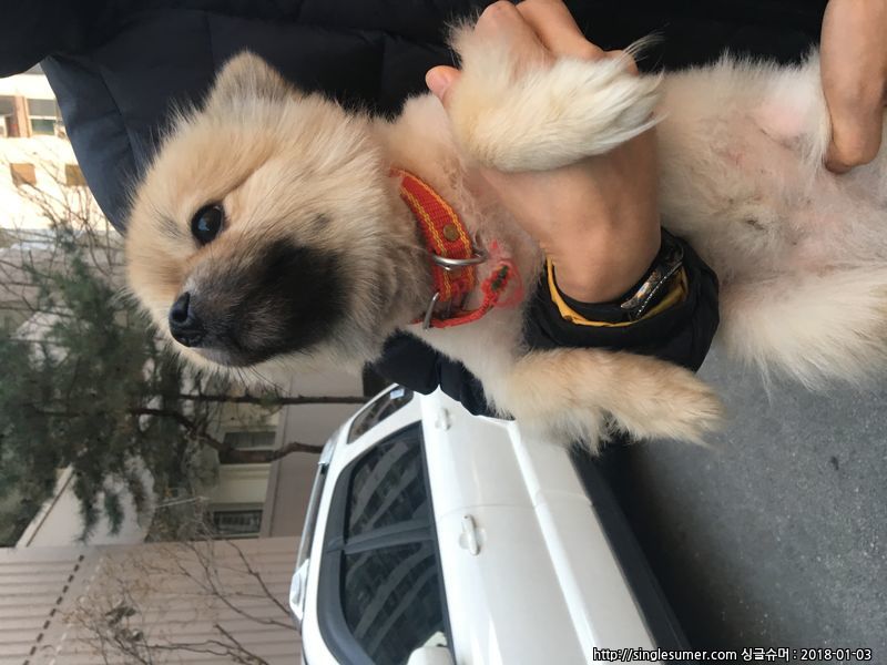 개 주인을 찾습니다 2번째 사진