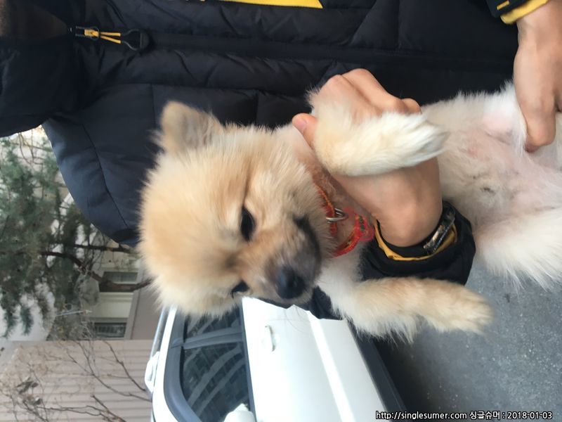 개 주인을 찾습니다