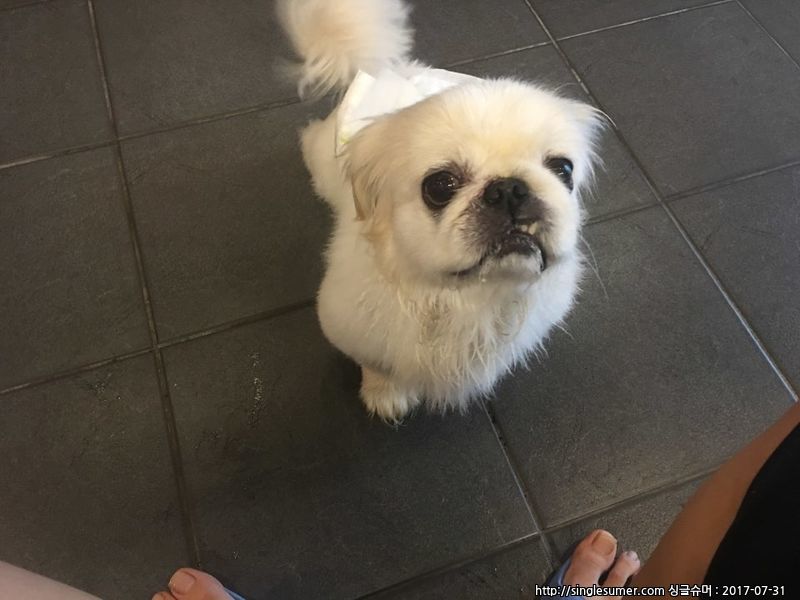 유기동물 발견 신고 | 강아지 고양이 구조 보호중 - 펫찾기 11번째 사진