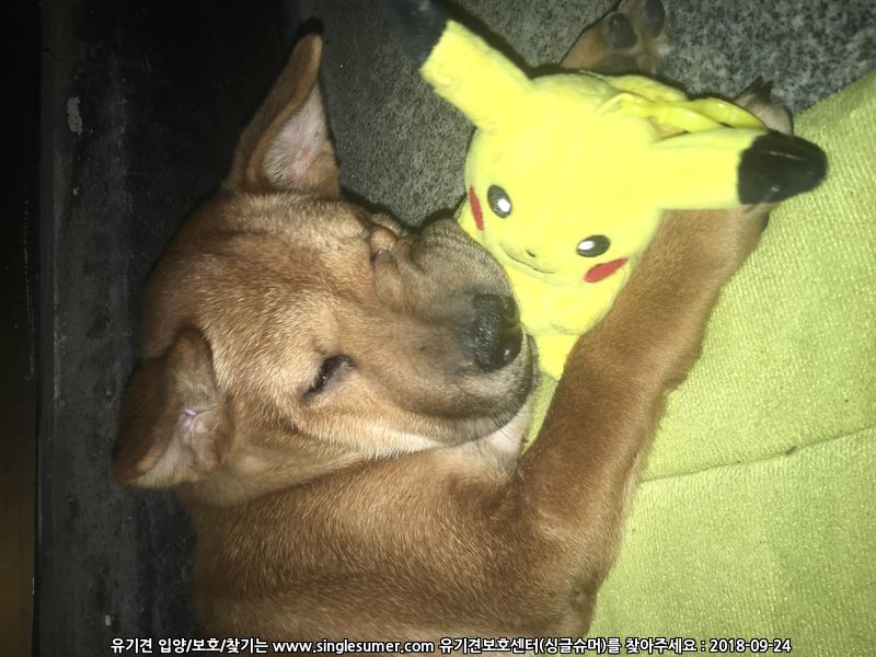 부개동에서 여아 강아지 보호 중입니다