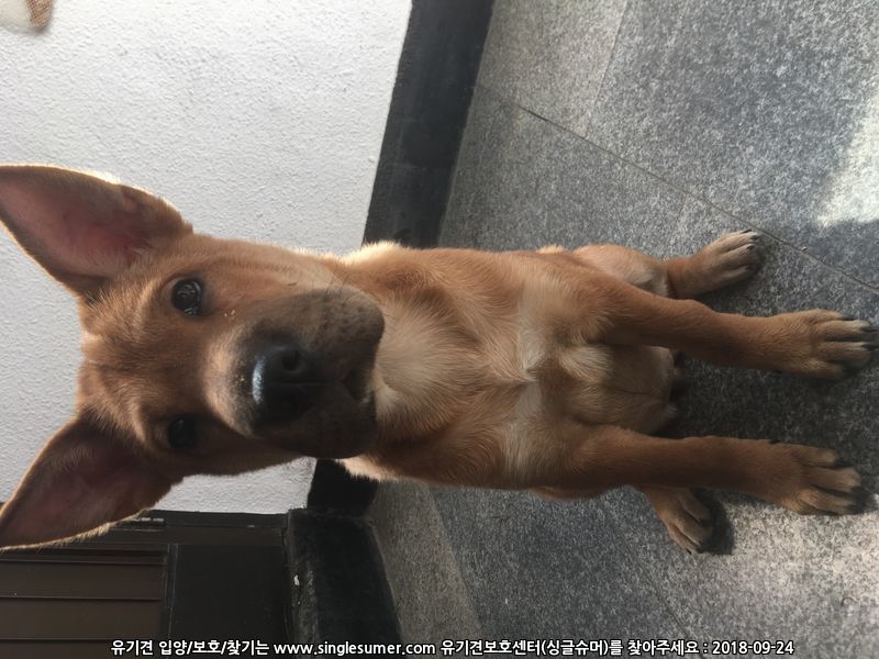 부개동에서 여아 강아지 보호 중입니다 2번째 사진