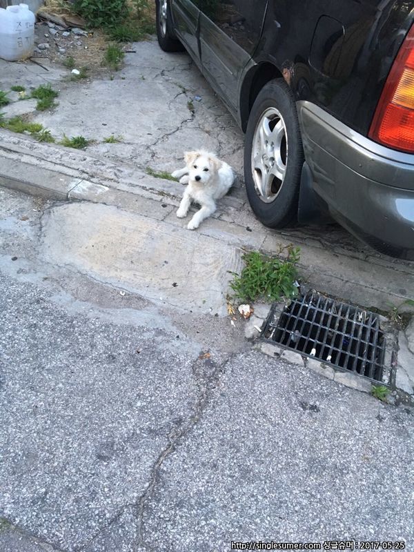 유기동물 발견 신고 | 강아지 고양이 구조 보호중 - 펫찾기