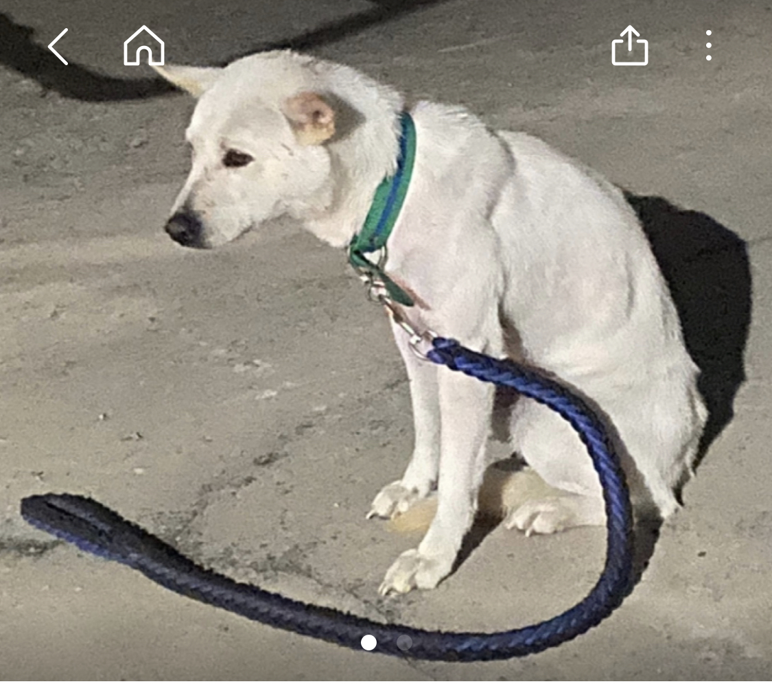 의정부 만가대 근처 진돗개 백구 주인 찾아요 3번째 사진