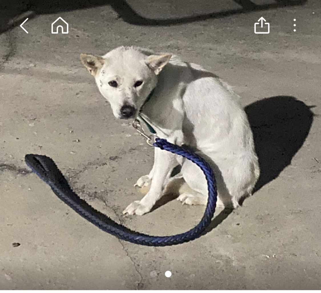 의정부 만가대 근처 진돗개 백구 주인 찾아요