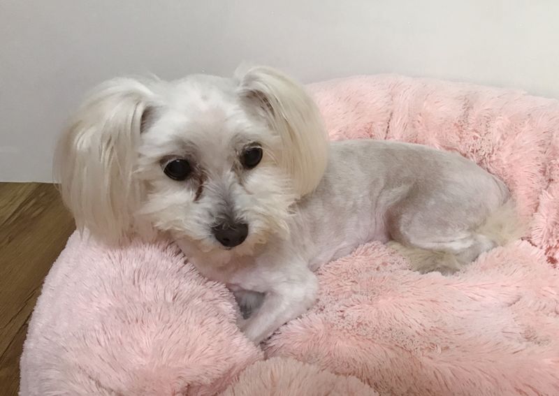 유기동물 발견 신고 | 강아지 고양이 구조 보호중 - 펫찾기 10번째 사진