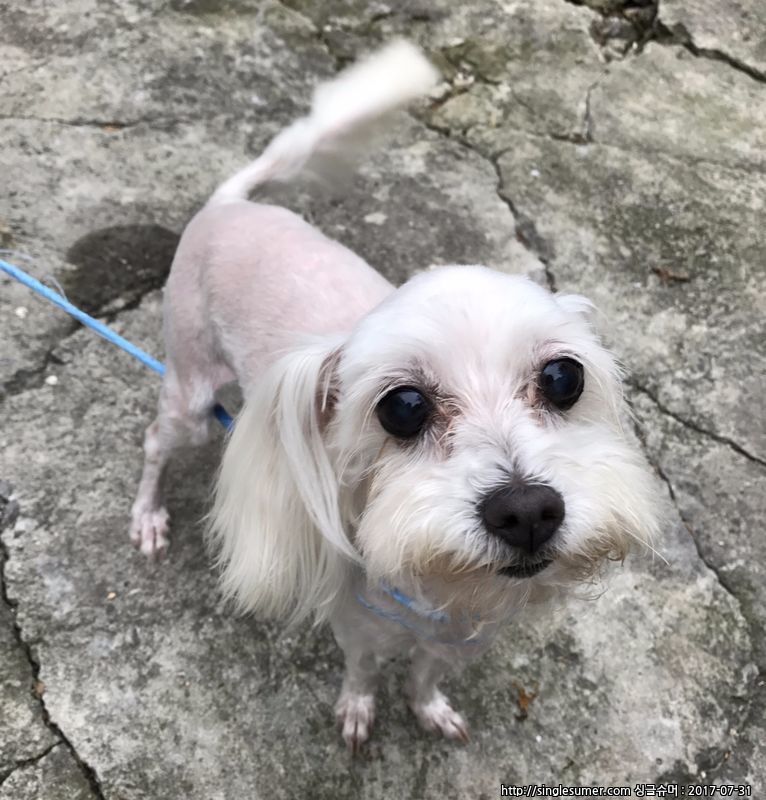 유기동물 발견 신고 | 강아지 고양이 구조 보호중 - 펫찾기 9번째 사진