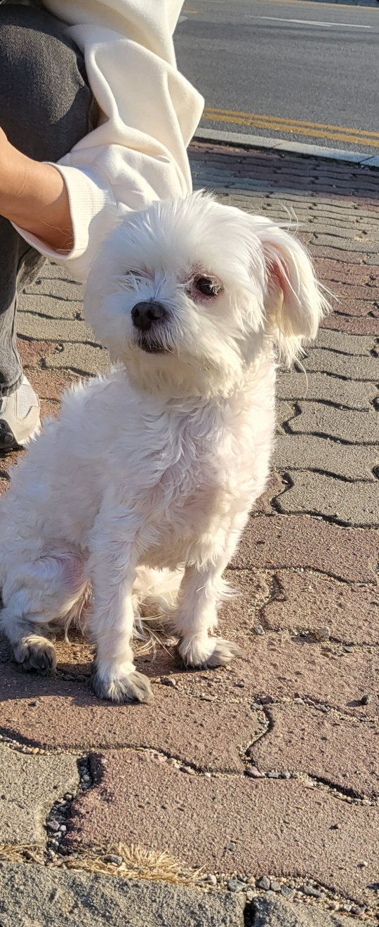 유기동물 발견 신고 | 강아지 고양이 구조 보호중 - 펫찾기 2번째 사진