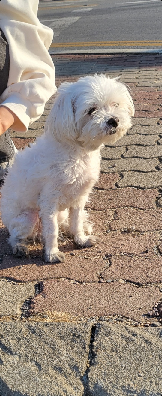 유기동물 발견 신고 | 강아지 고양이 구조 보호중 - 펫찾기