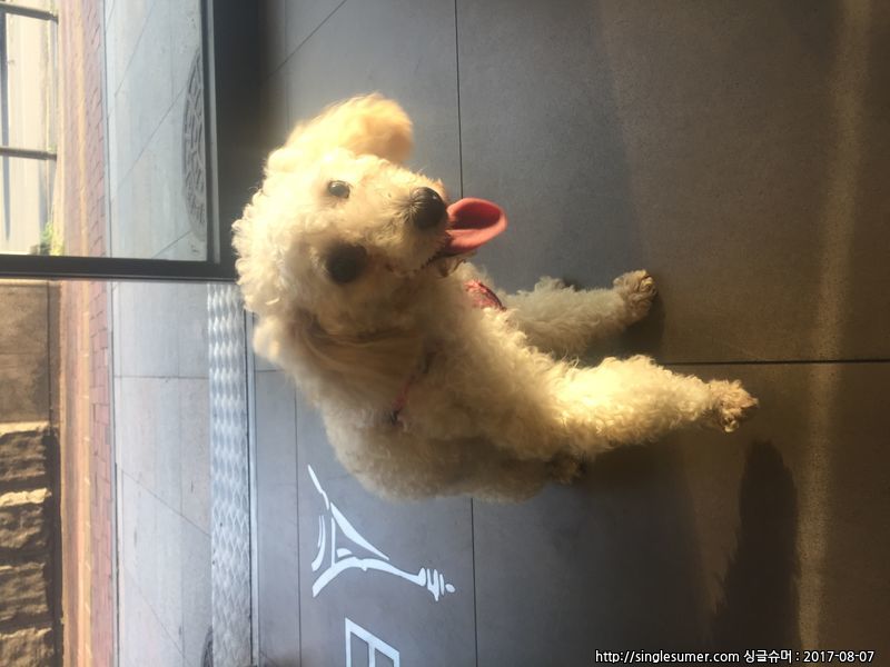 유기동물 발견 신고 | 강아지 고양이 구조 보호중 - 펫찾기 17번째 사진