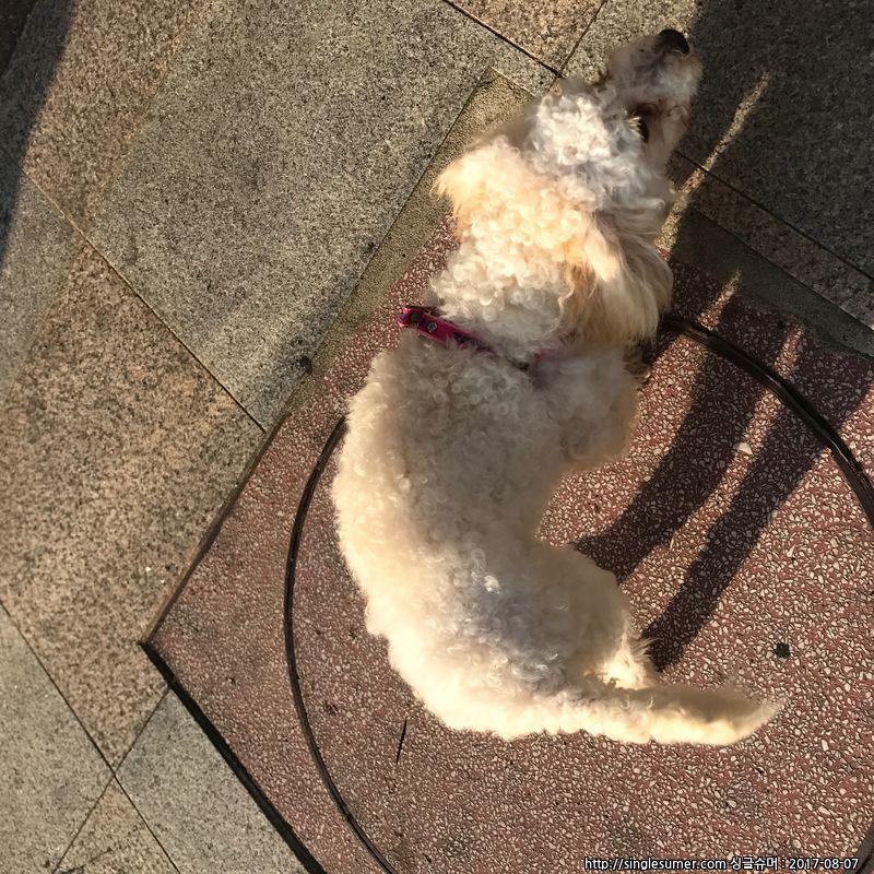 유기동물 발견 신고 | 강아지 고양이 구조 보호중 - 펫찾기 16번째 사진