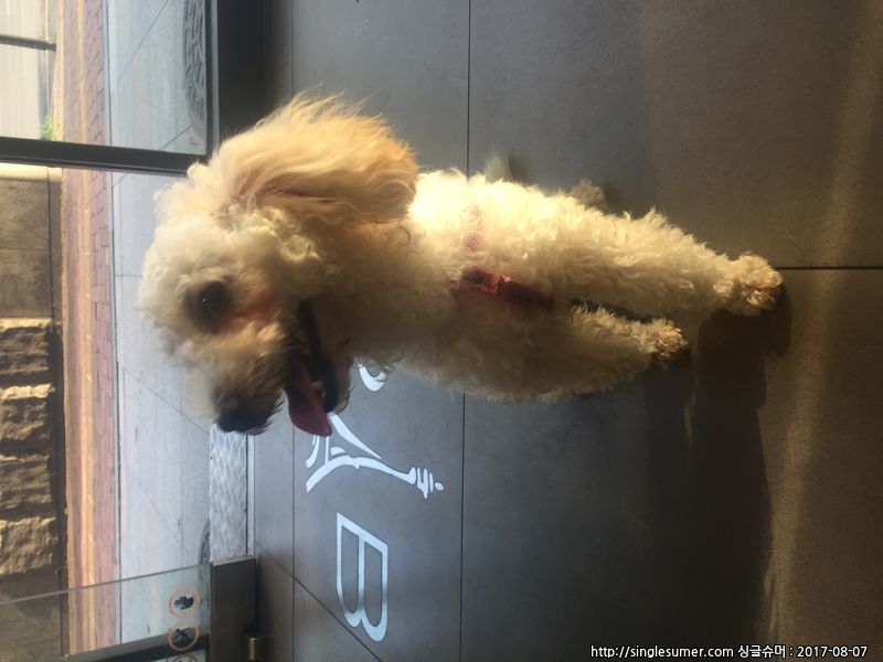 유기동물 발견 신고 | 강아지 고양이 구조 보호중 - 펫찾기 18번째 사진