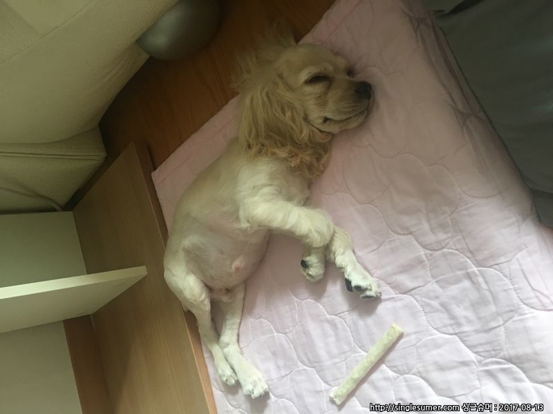 유기동물 발견 신고 | 강아지 고양이 구조 보호중 - 펫찾기 26번째 사진