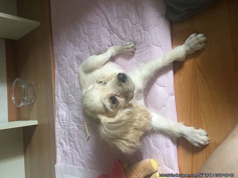 유기동물 발견 신고 | 강아지 고양이 구조 보호중 - 펫찾기 29번째 사진