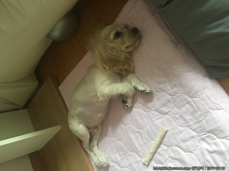 유기동물 발견 신고 | 강아지 고양이 구조 보호중 - 펫찾기 27번째 사진