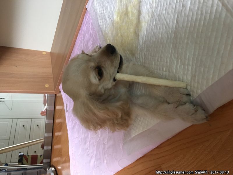 유기동물 발견 신고 | 강아지 고양이 구조 보호중 - 펫찾기 28번째 사진