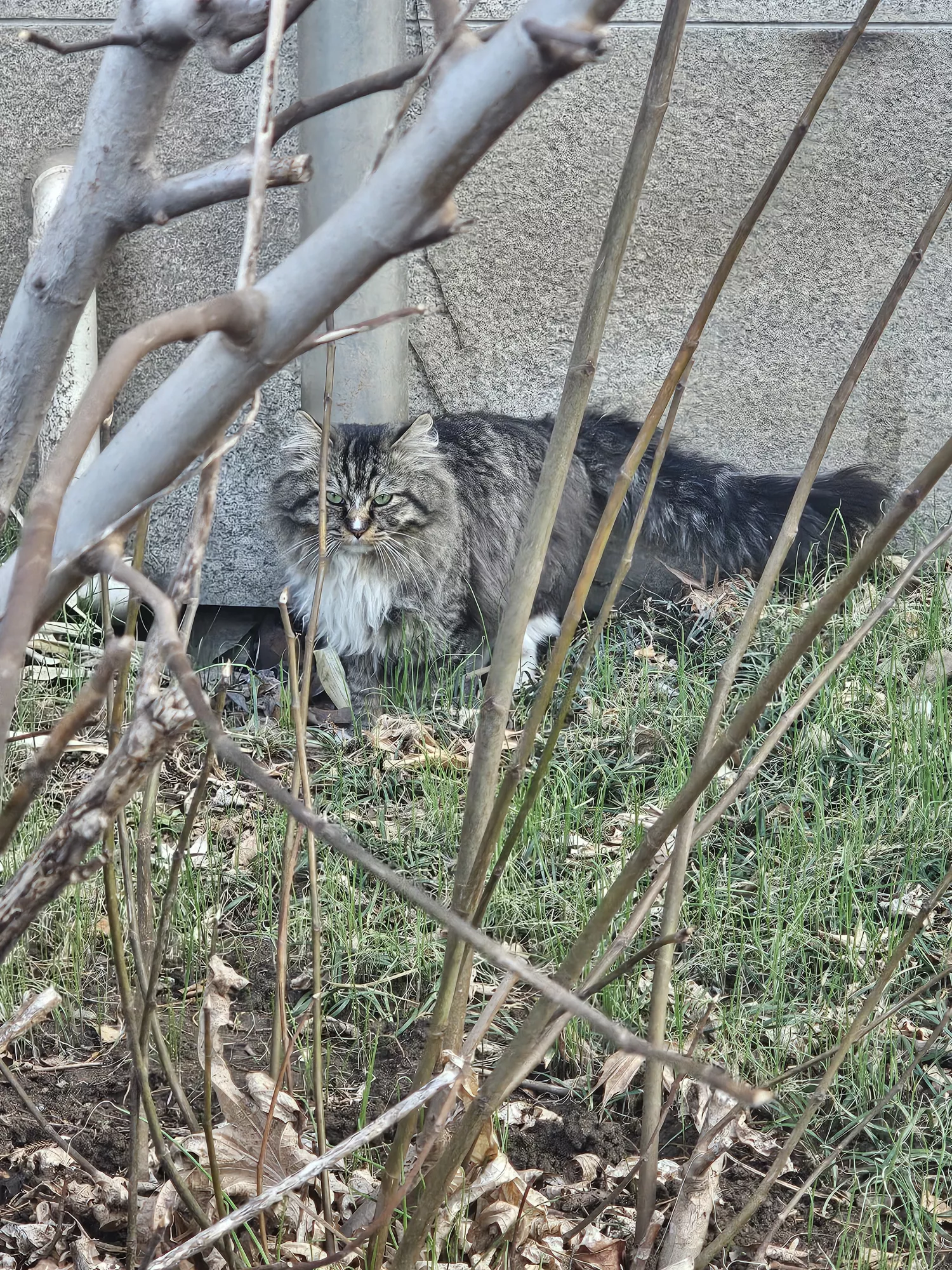 귀염 받던 유기묘 같아요.