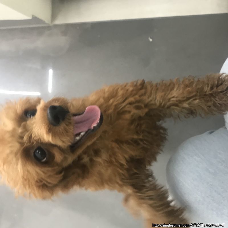 유기동물 발견 신고 | 강아지 고양이 구조 보호중 - 펫찾기 19번째 사진