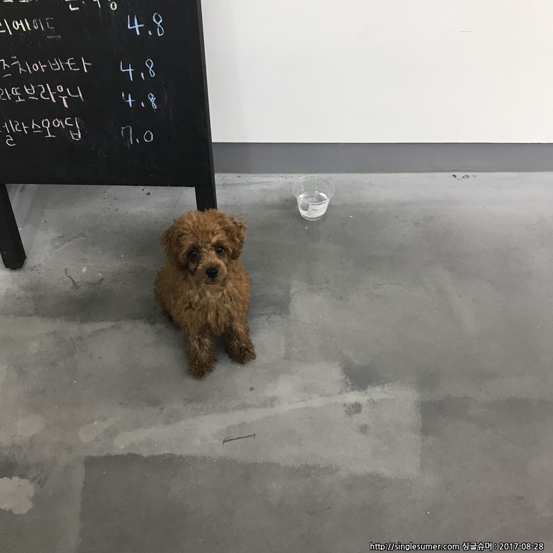 유기동물 발견 신고 | 강아지 고양이 구조 보호중 - 펫찾기 20번째 사진