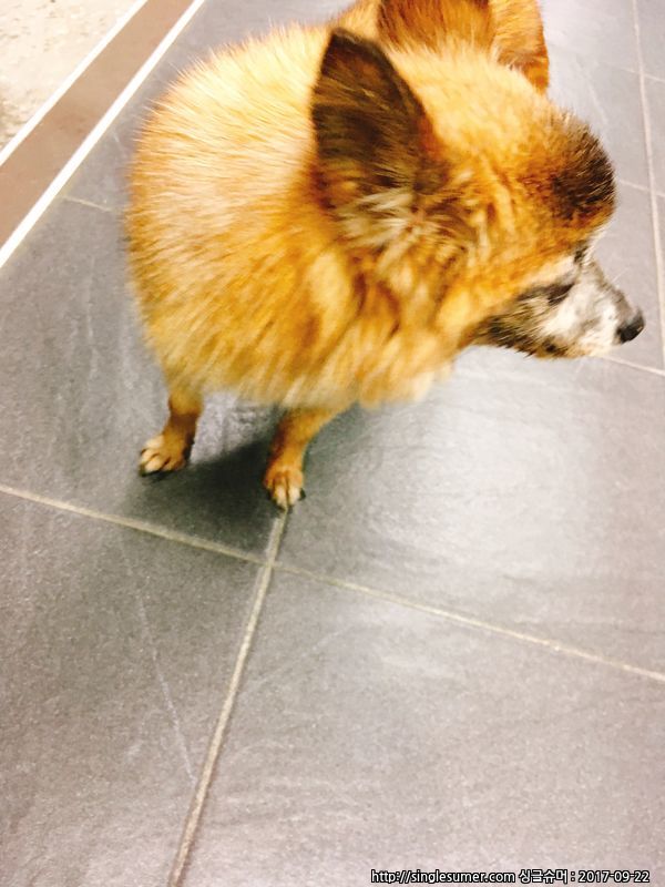 유기동물 발견 신고 | 강아지 고양이 구조 보호중 - 펫찾기 15번째 사진