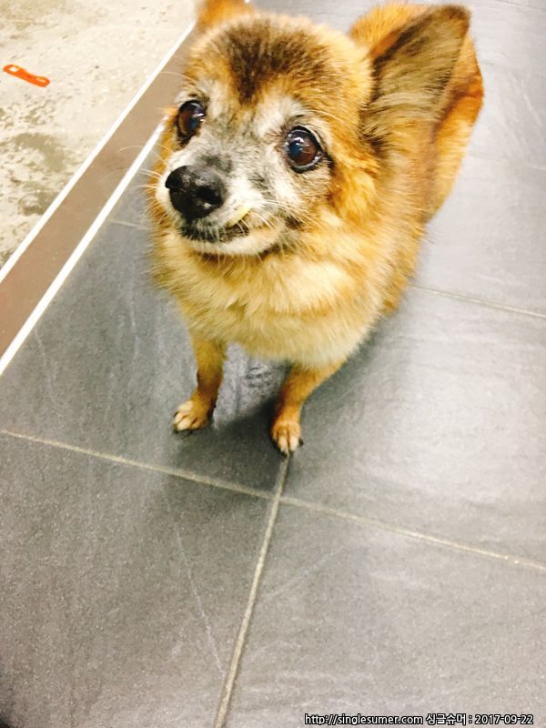 유기동물 발견 신고 | 강아지 고양이 구조 보호중 - 펫찾기 16번째 사진