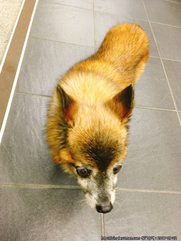 유기동물 발견 신고 | 강아지 고양이 구조 보호중 - 펫찾기 14번째 사진