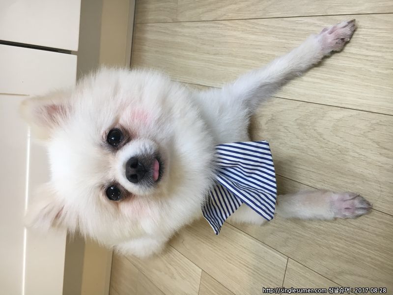 유기동물 발견 신고 | 강아지 고양이 구조 보호중 - 펫찾기 17번째 사진