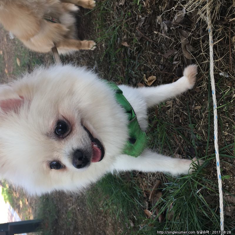 유기동물 발견 신고 | 강아지 고양이 구조 보호중 - 펫찾기 16번째 사진