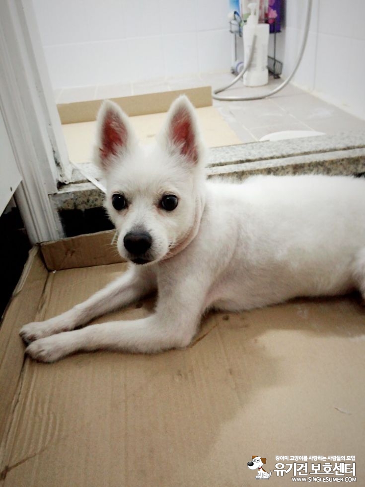 서울 강북구 수유동 스피치? 흰색강아지 보호하고 있습니다. 2번째 사진