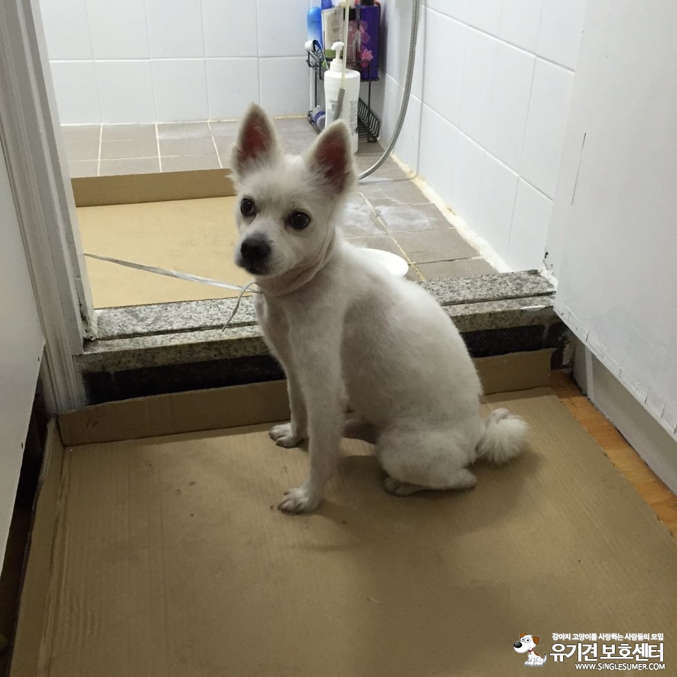 서울 강북구 수유동 스피치? 흰색강아지 보호하고 있습니다. 3번째 사진