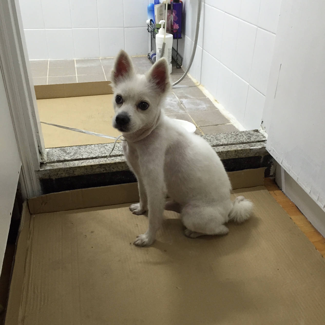 서울 강북구 수유동 스피치? 흰색강아지 보호하고 있습니다. - 보호중이예요 - 유기견 보호 센터 - 이미지 3