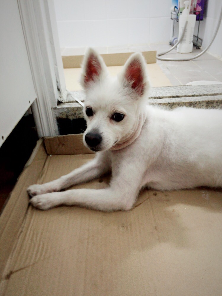 서울 강북구 수유동 스피치? 흰색강아지 보호하고 있습니다. - 보호중이예요 - 유기견 보호 센터 - 이미지 1