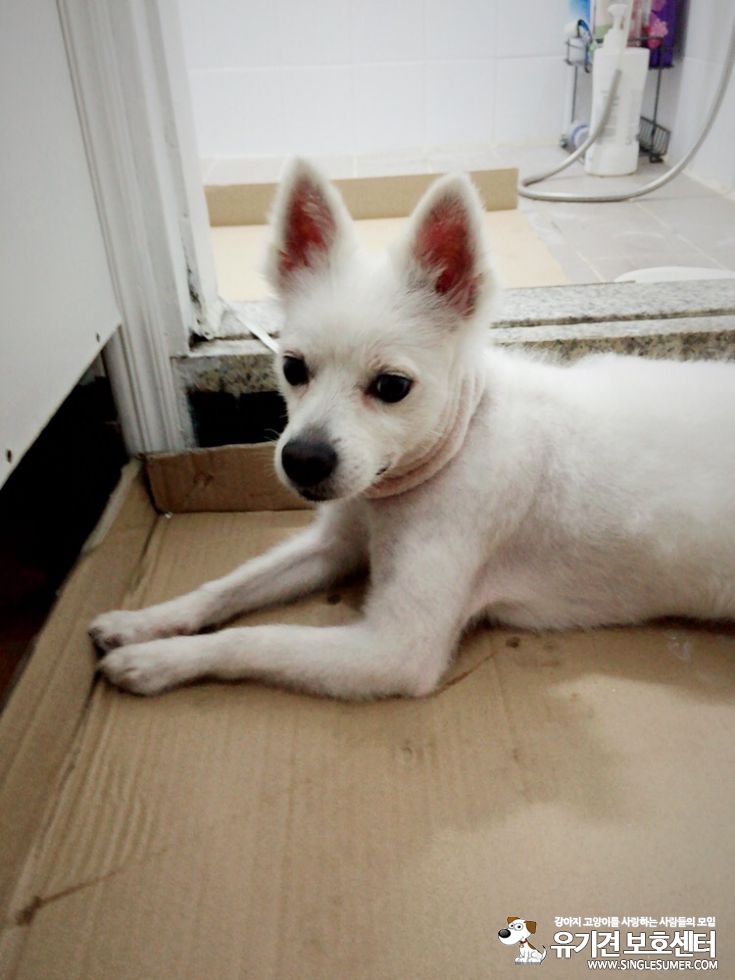 서울 강북구 수유동 스피치? 흰색강아지 보호하고 있습니다.